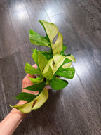 Rhaphidophora Tetrasperma Albo Mint Variegated（Monstera Minima）