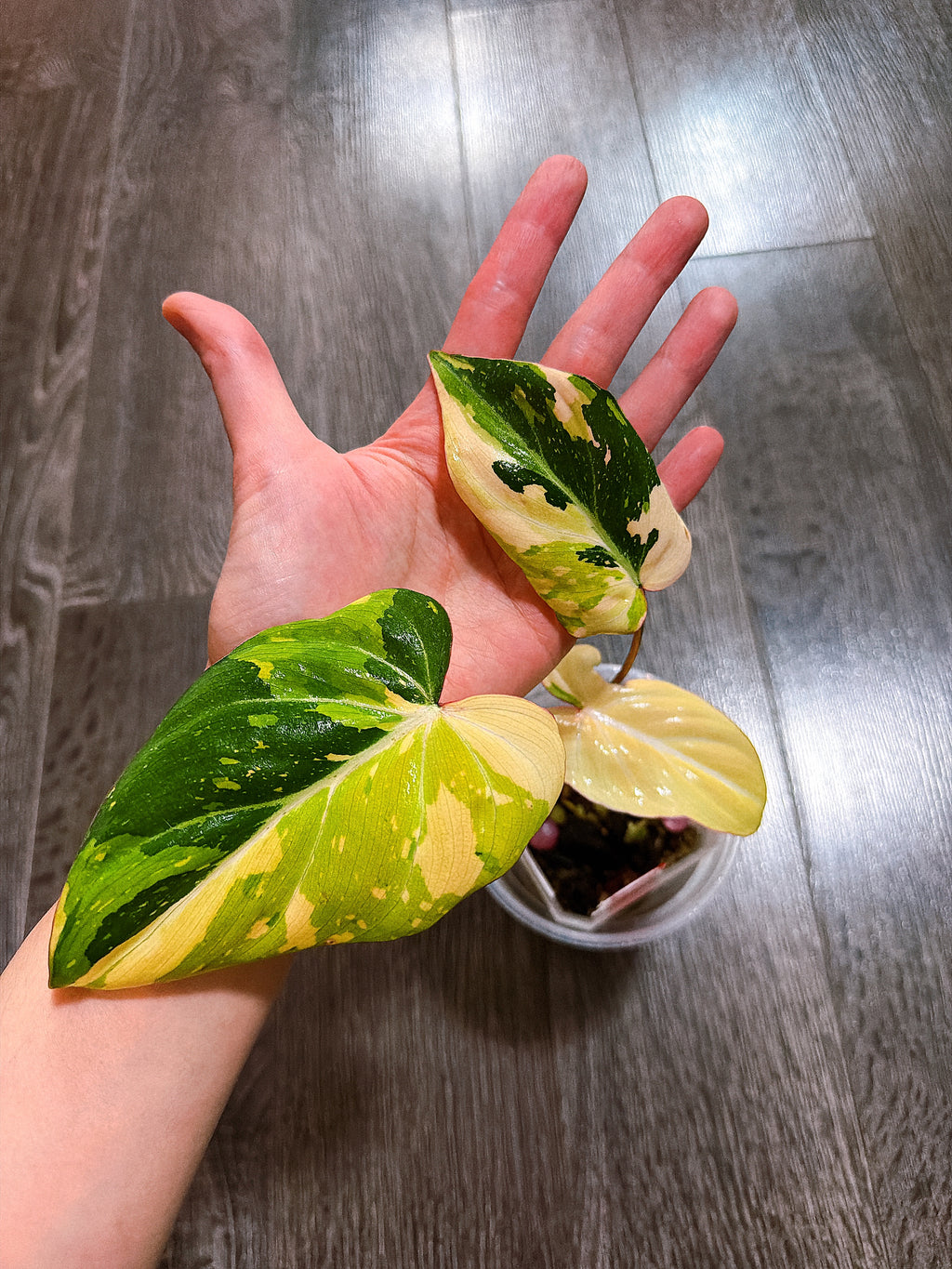 Philodendron Gloriosum Tri-color Variegated - F
