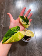 Philodendron Gloriosum Tri-color Variegated - F