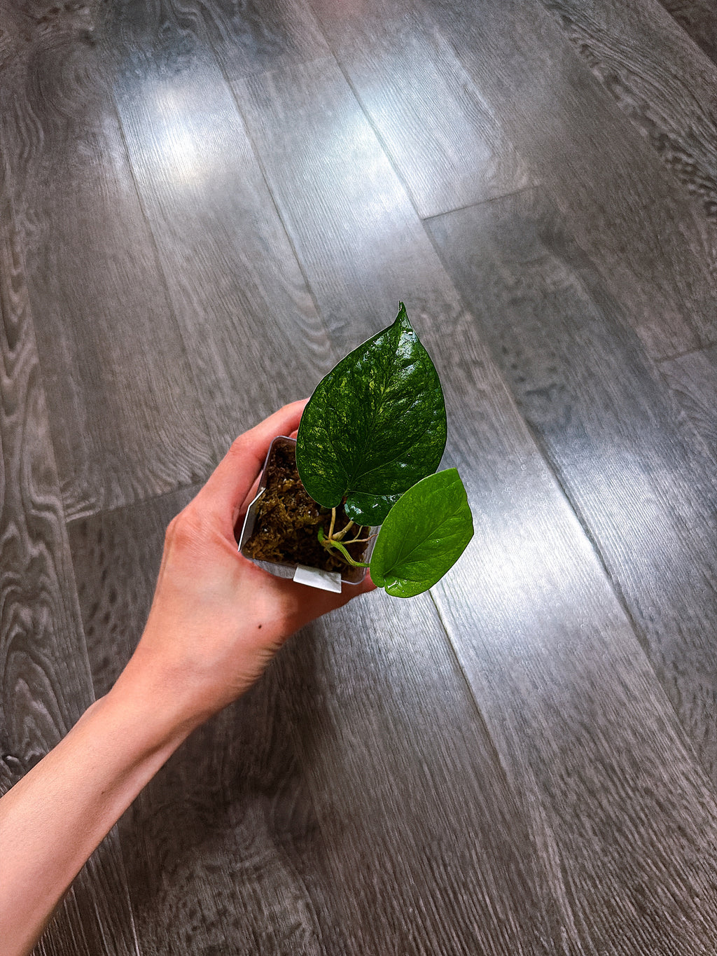 Amydrium Medium Galaxy Variegated（Top Rooted Cutting）