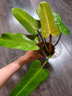 Philodendron Whipple Way - Local Pickup and Delivery Only