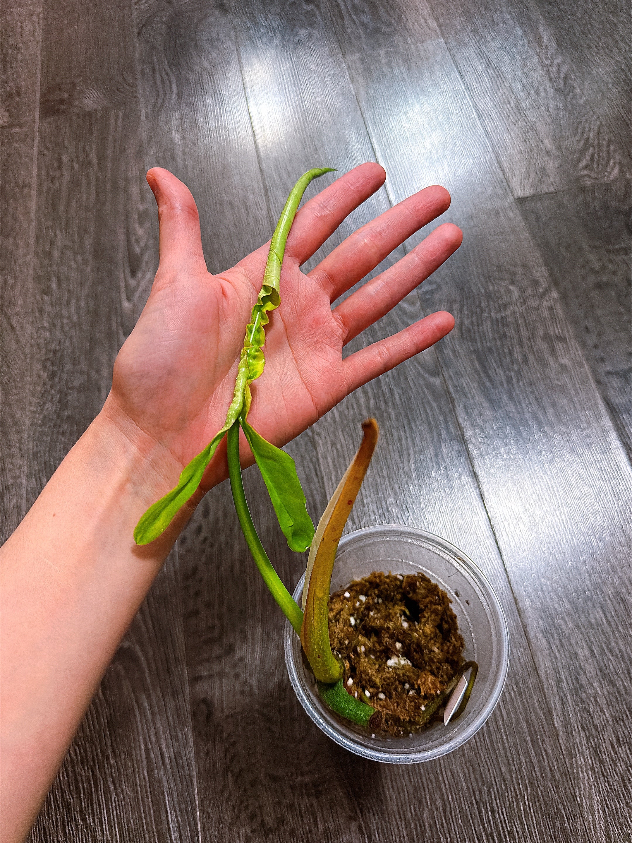 Philodendron Joepii Variegated（Top Rooted Cutting）