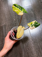 Philodendron Gloriosum Tri-color Variegated - F