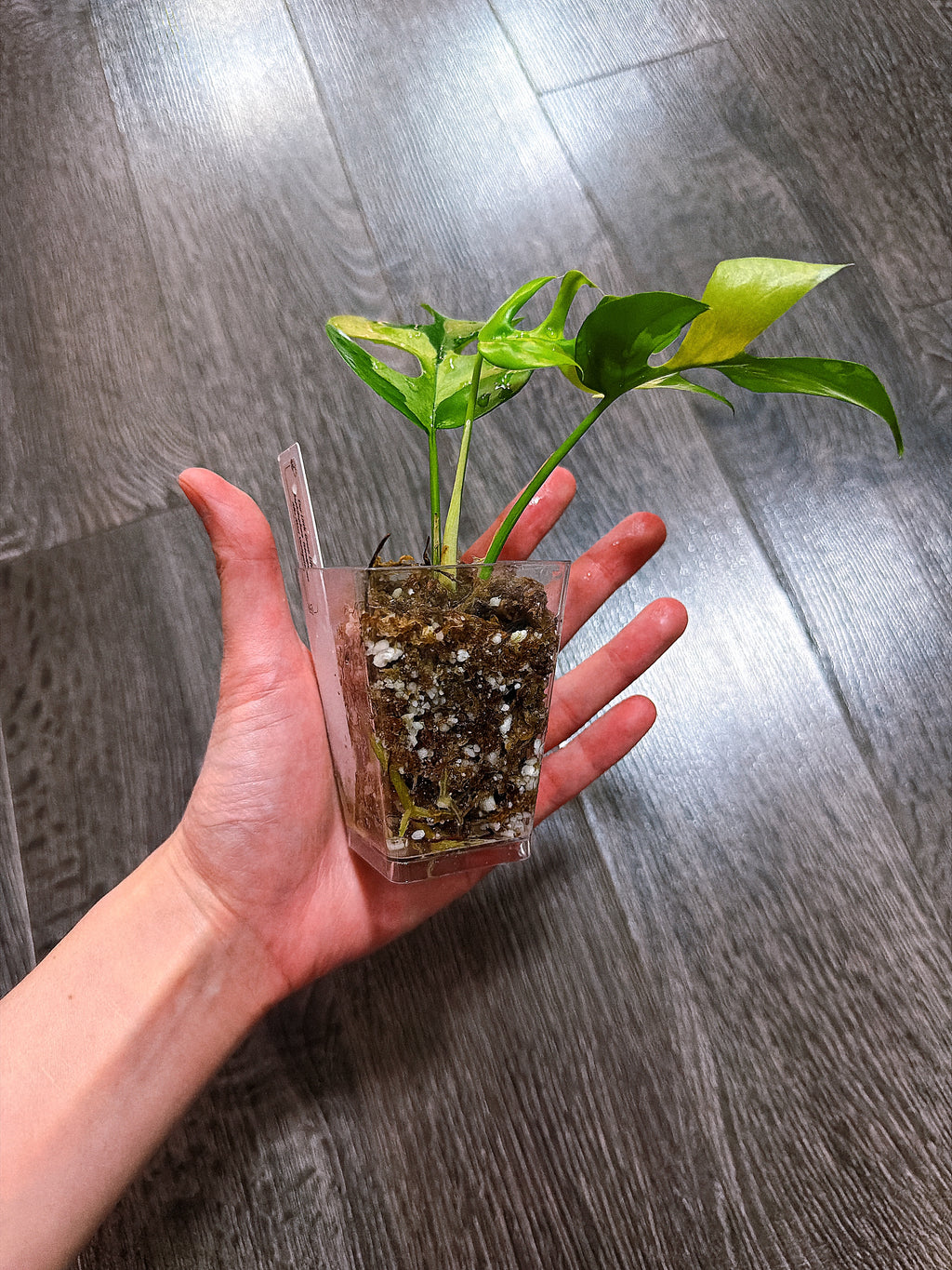 Rhaphidophora Tetrasperma Albo Mint Variegated（Monstera Minima）- B