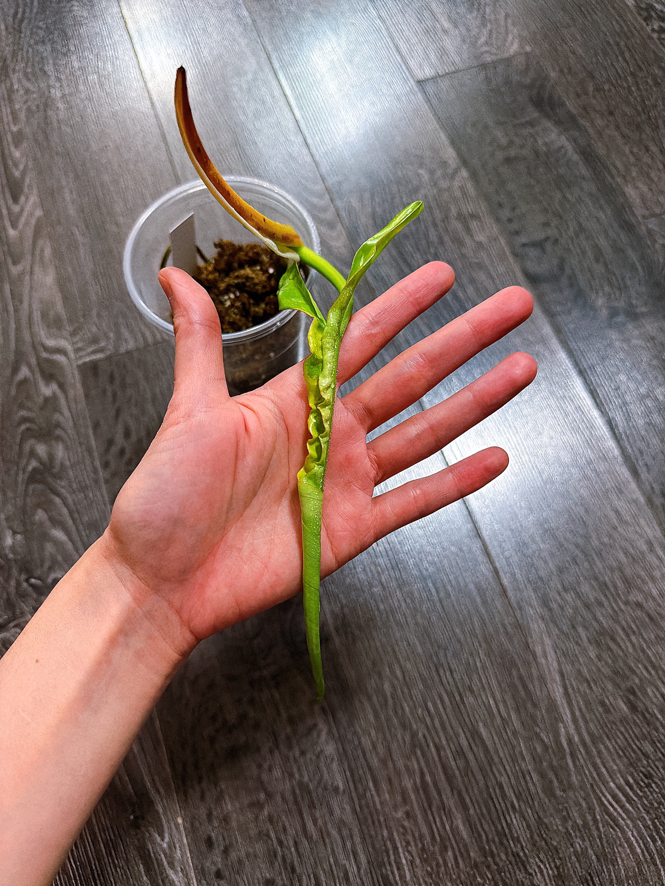 Philodendron Joepii Variegated（Top Rooted Cutting）