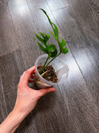 Rhaphidophora Tetrasperma Mint Variegated（Monstera Minima）