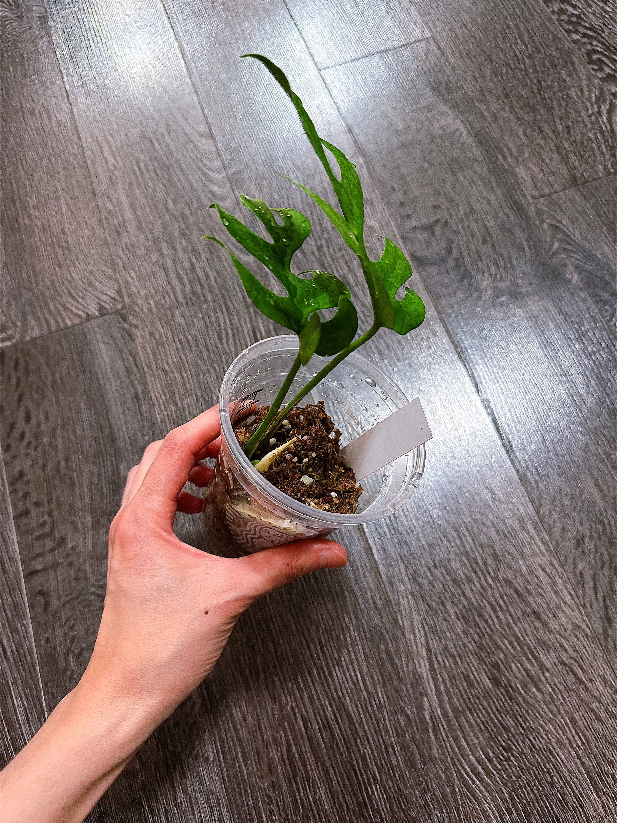 Rhaphidophora Tetrasperma Mint Variegated（Monstera Minima）