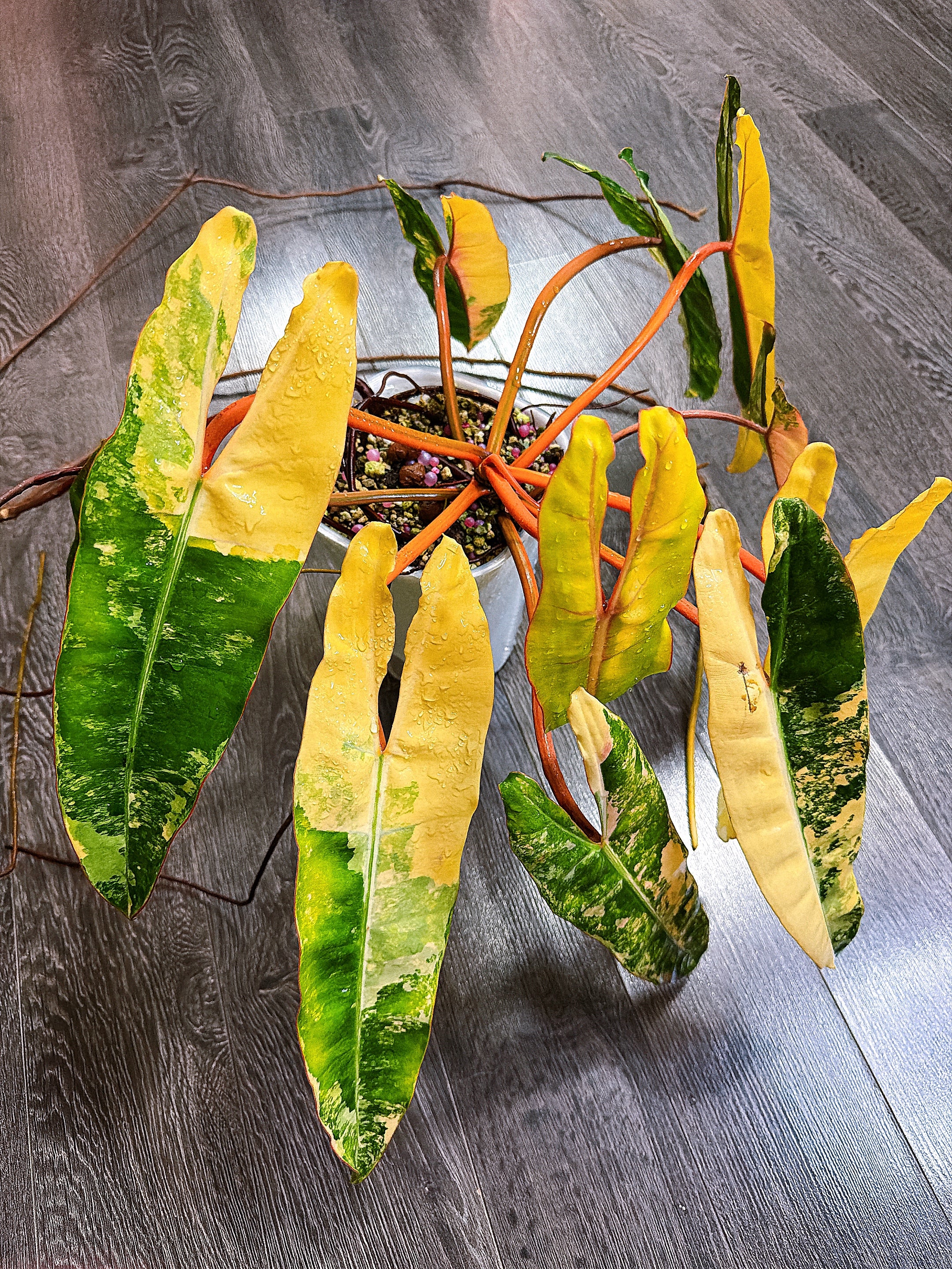 Philodendron Billietiae Variegated - Local Pickup and Delivery Only