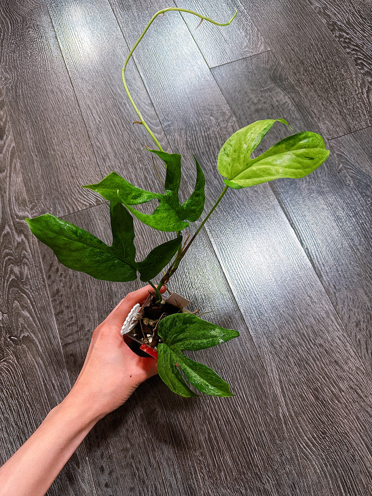 Rhaphidophora Tetrasperma Mint Variegated（Monstera Minima） – Our Little  Green Life