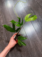 Amydrium Medium Mint Variegated - B