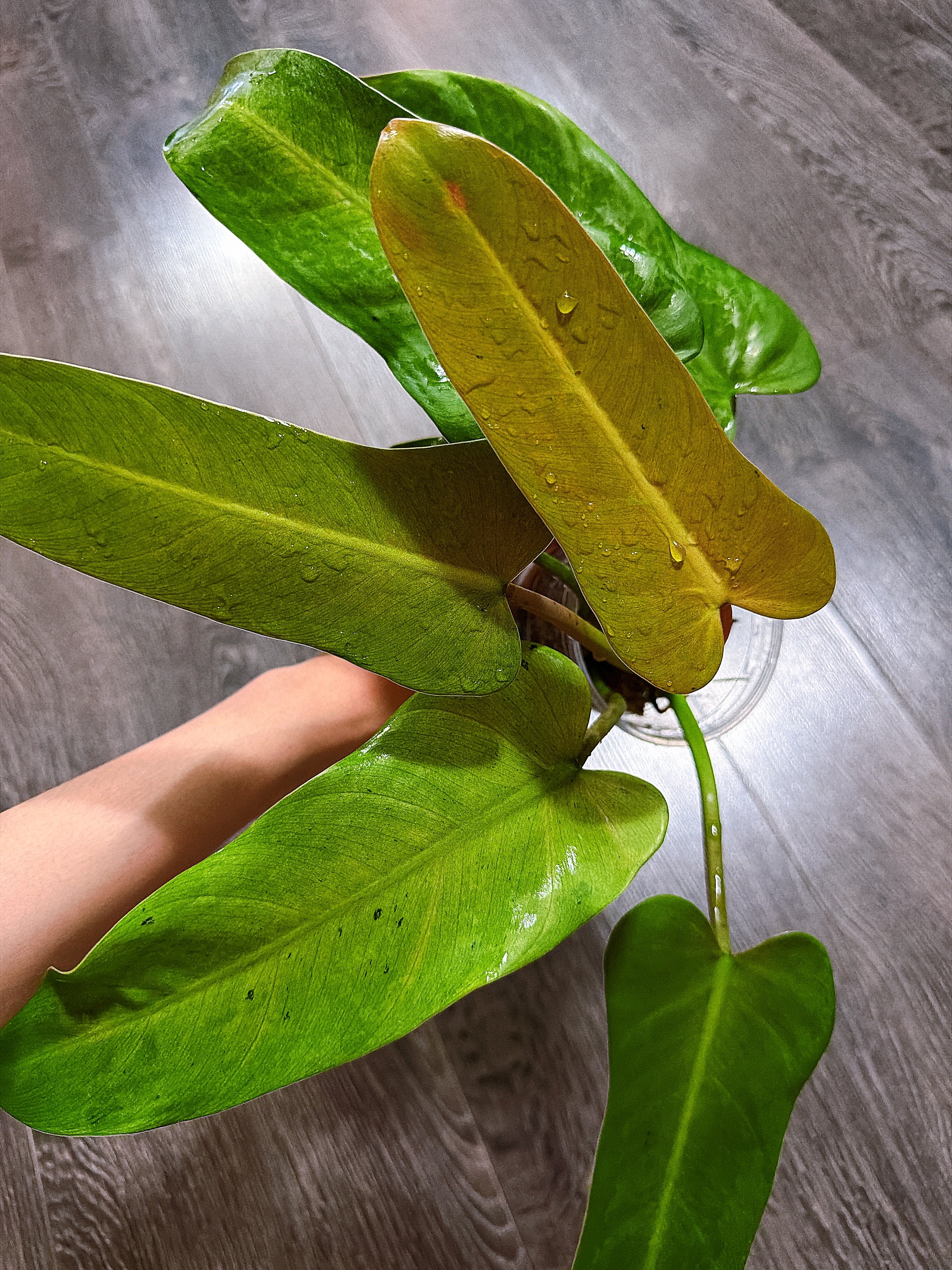 Philodendron Whipple Way - Local Pickup and Delivery Only