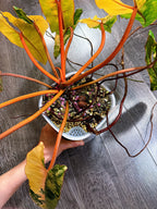 Philodendron Billietiae Variegated - Local Pickup and Delivery Only