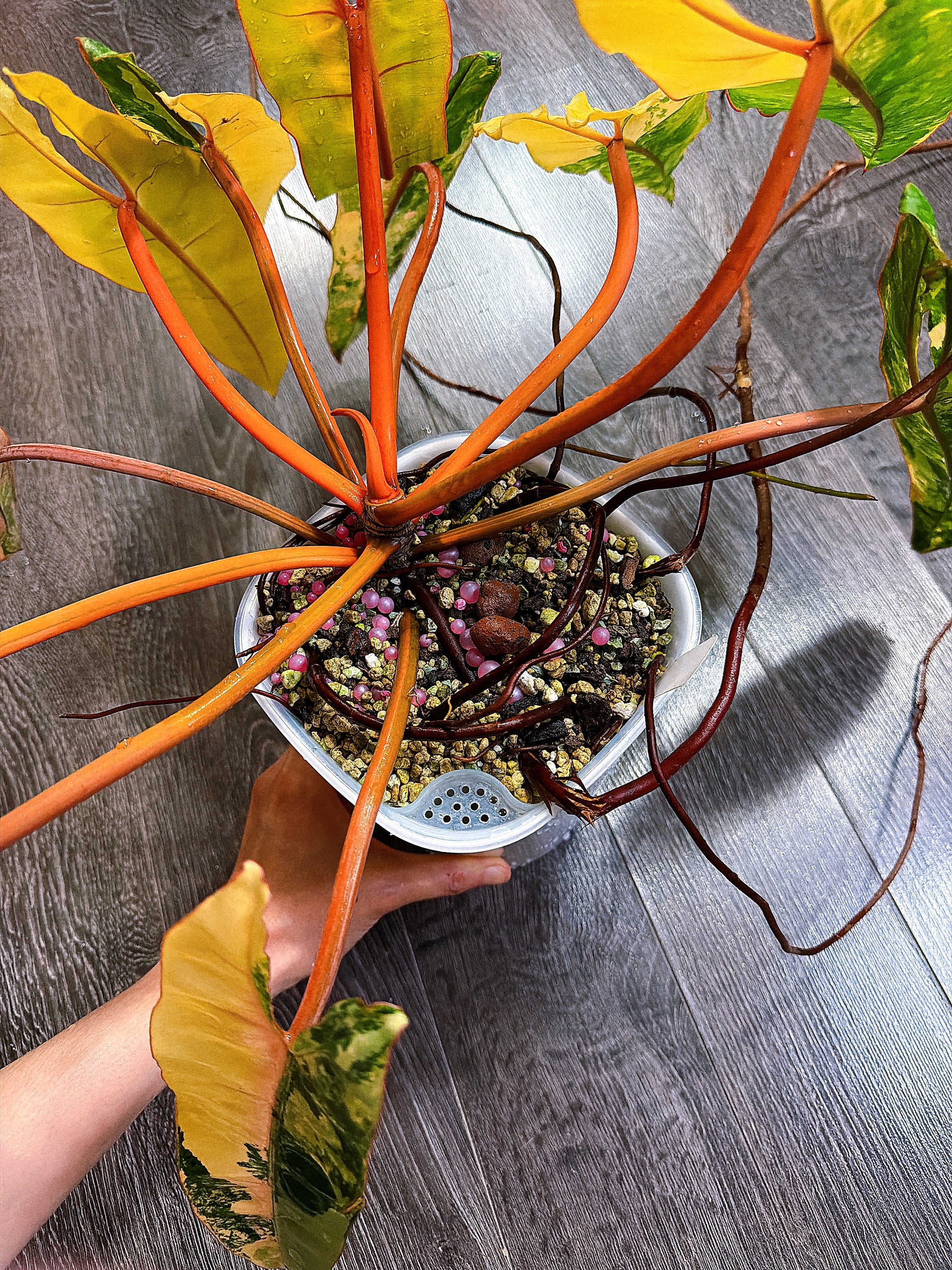 Philodendron Billietiae Variegated - Local Pickup and Delivery Only
