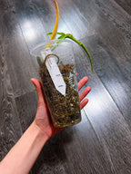 Philodendron Joepii Variegated（Top Rooted Cutting）