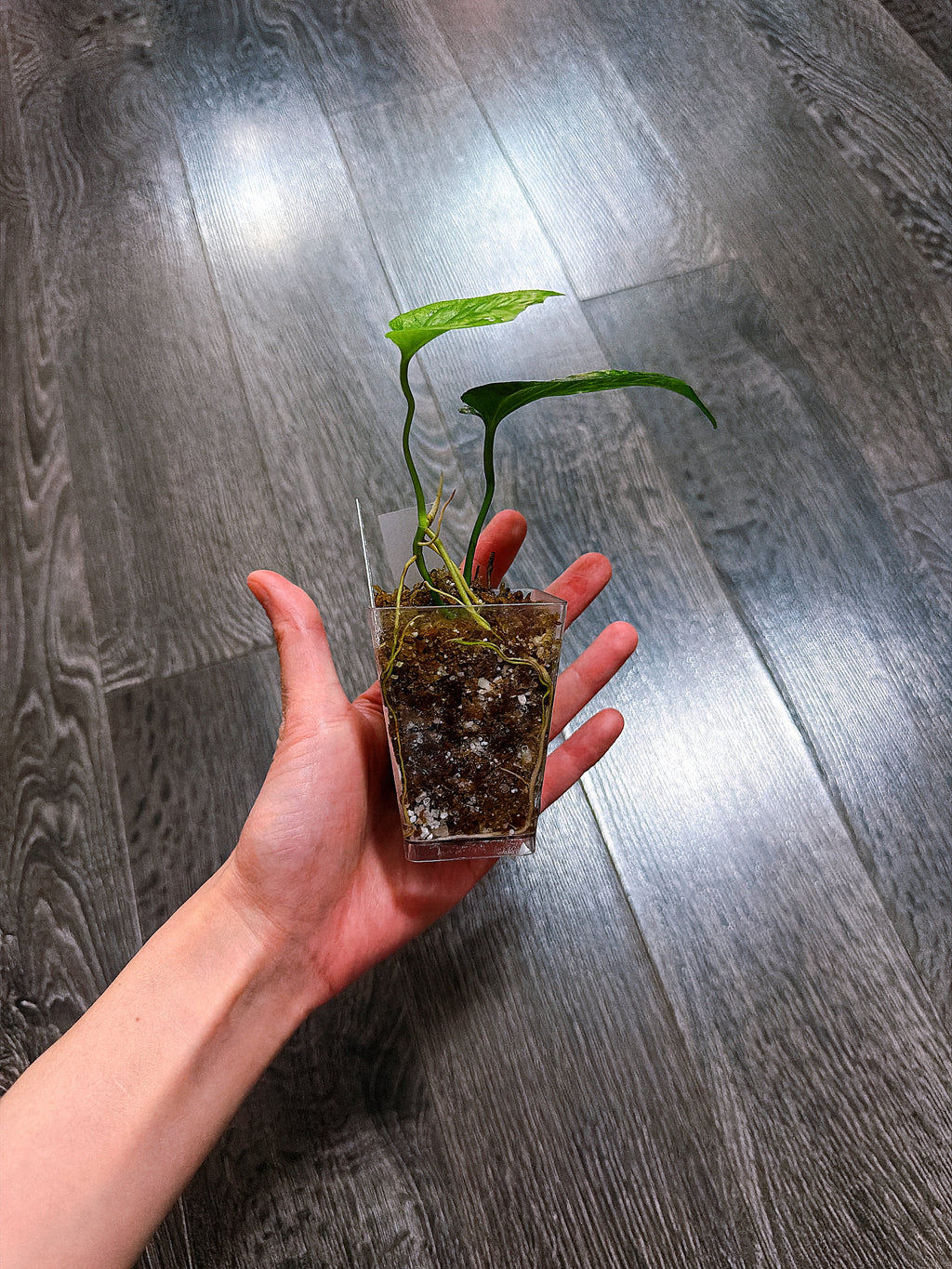Amydrium Medium Galaxy Variegated（Top Rooted Cutting）