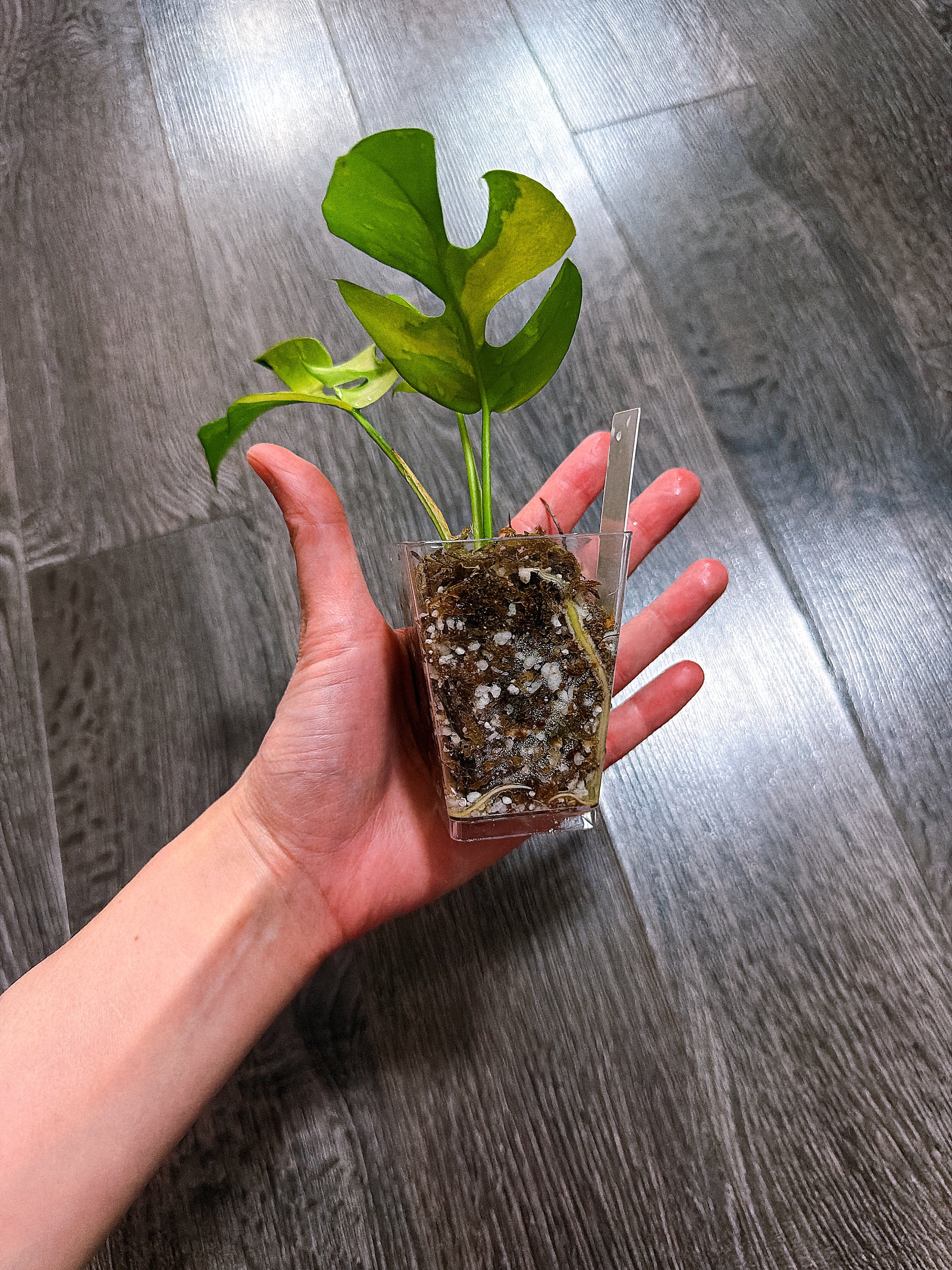 Rhaphidophora Tetrasperma Albo Mint Variegated（Monstera Minima）- B