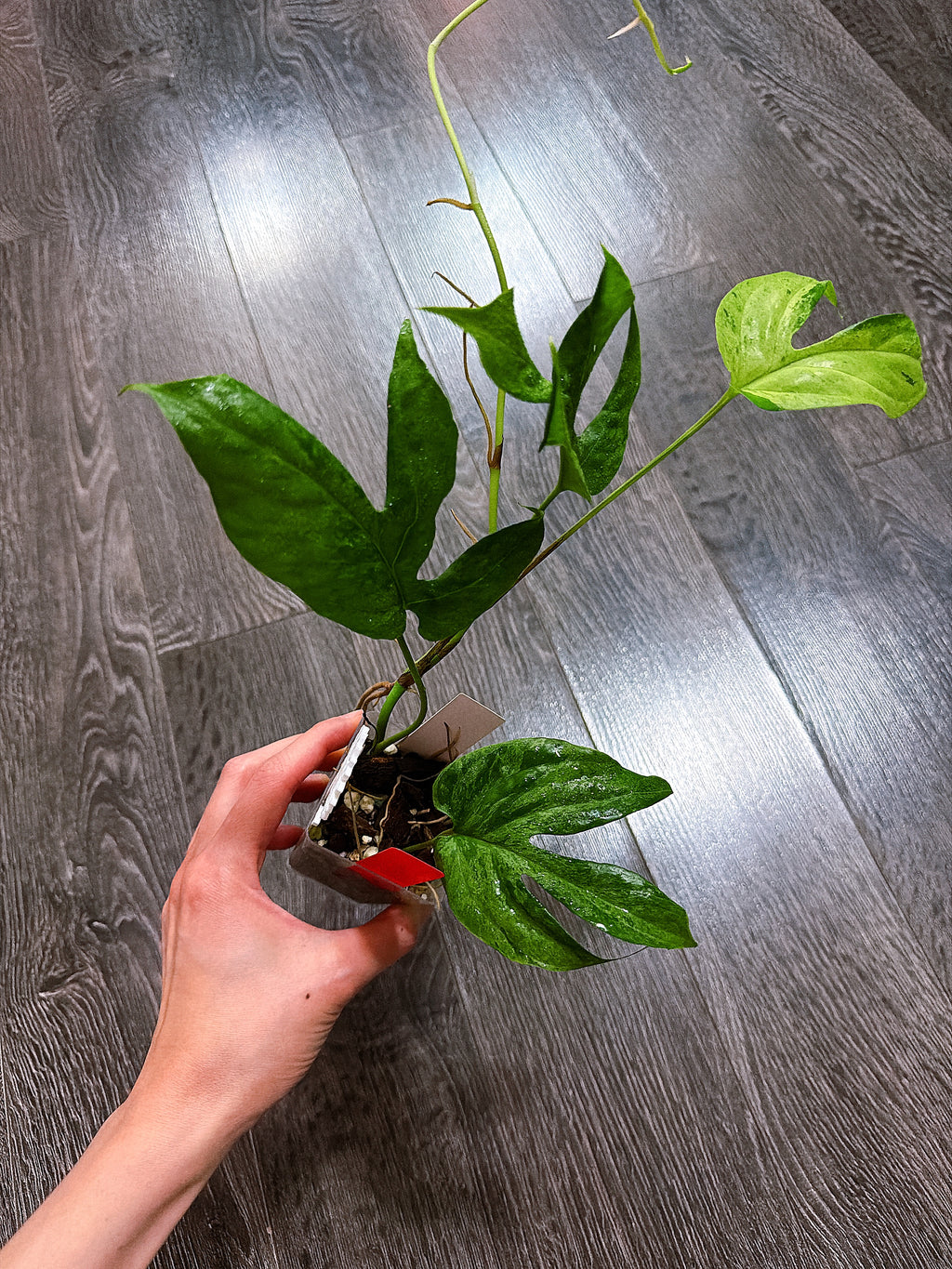 Amydrium Medium Mint Variegated - B