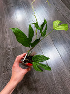 Amydrium Medium Mint Variegated - B