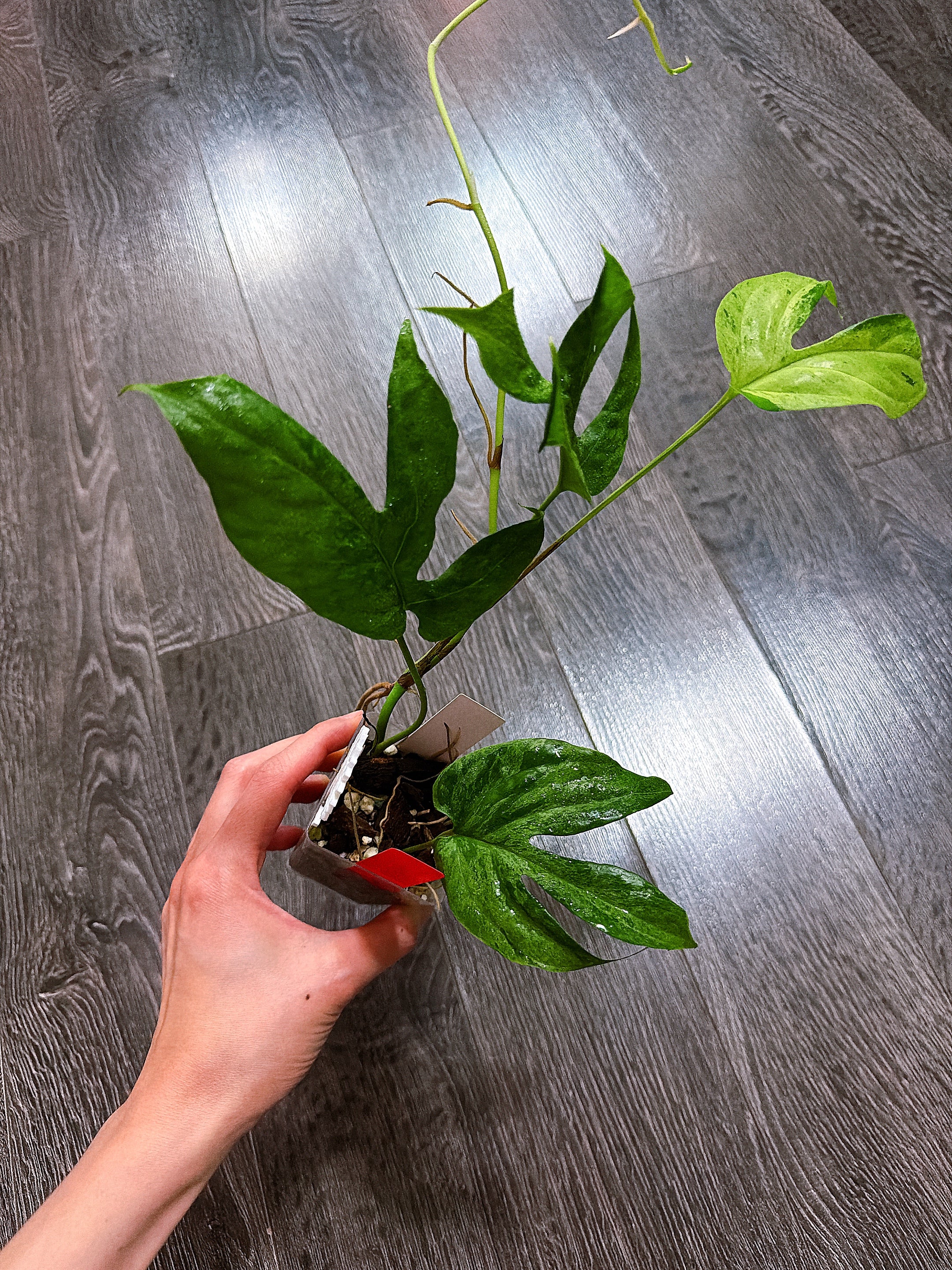 Amydrium Medium Mint Variegated - B