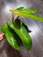 Philodendron Whipple Way - Local Pickup and Delivery Only