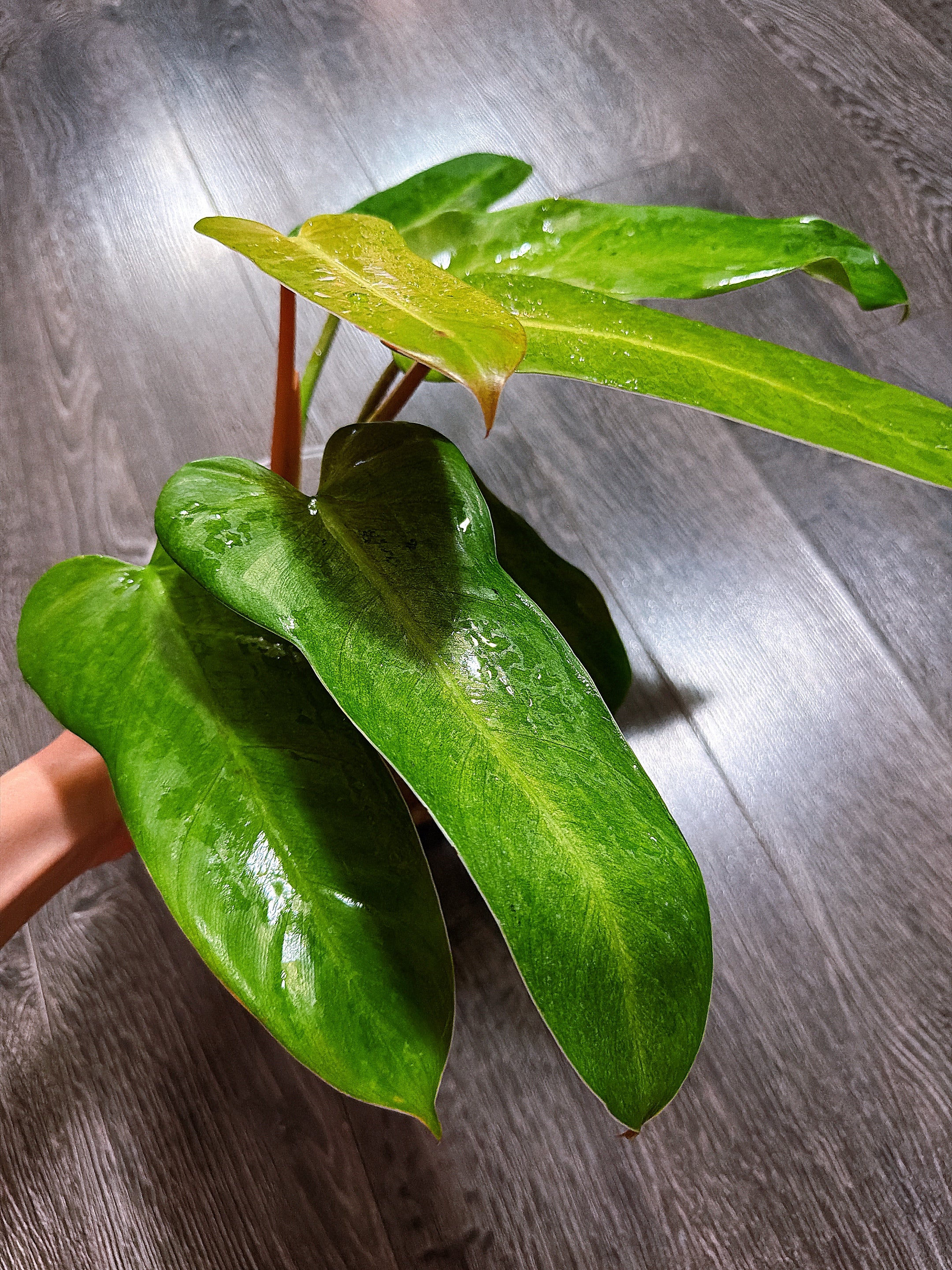 Philodendron Whipple Way - Local Pickup and Delivery Only