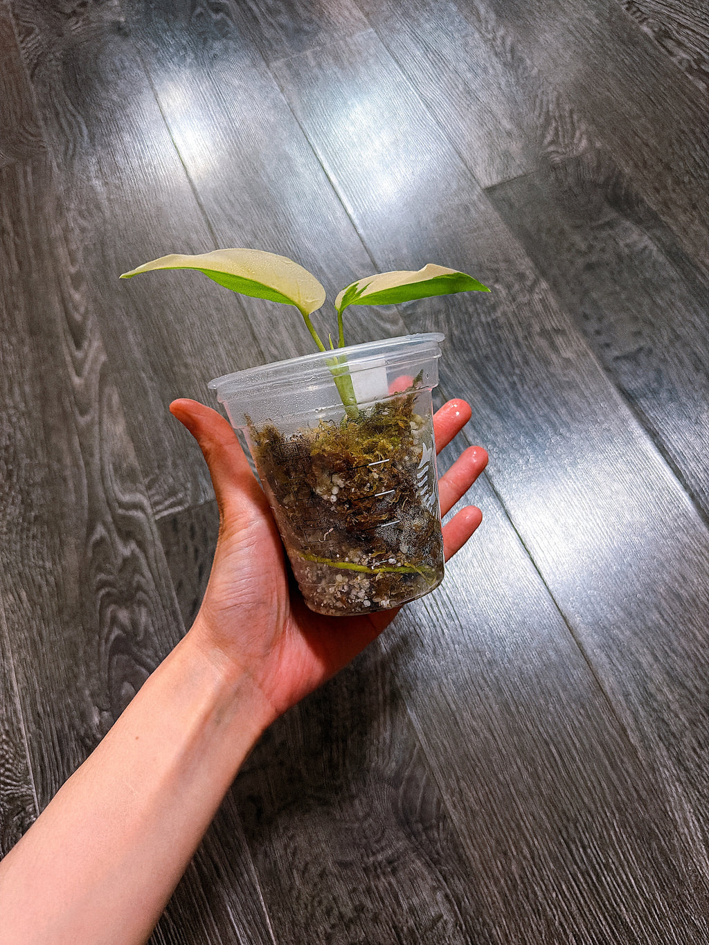 Rhaphidophora Tetrasperma Thai Constellation Variegated（Mini Monstera）
