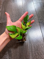 Rhaphidophora Tetrasperma Albo Mint Variegated（Monstera Minima）- B