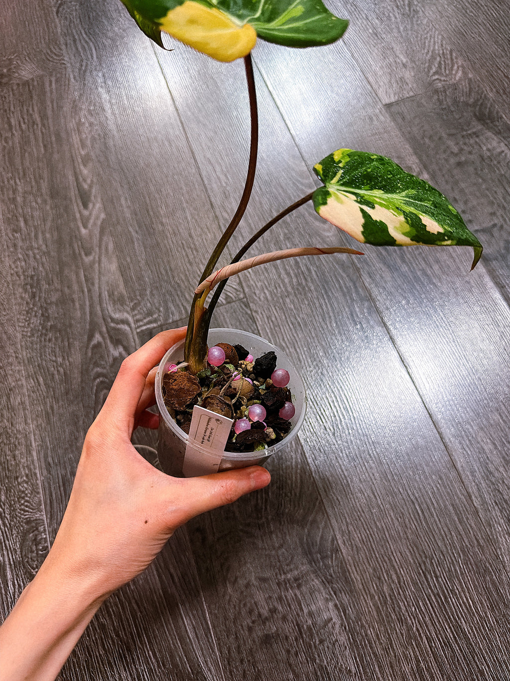 Philodendron Gloriosum Tri-color Variegated - G