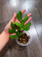 Rhaphidophora Tetrasperma Mint Variegated（Monstera Minima）