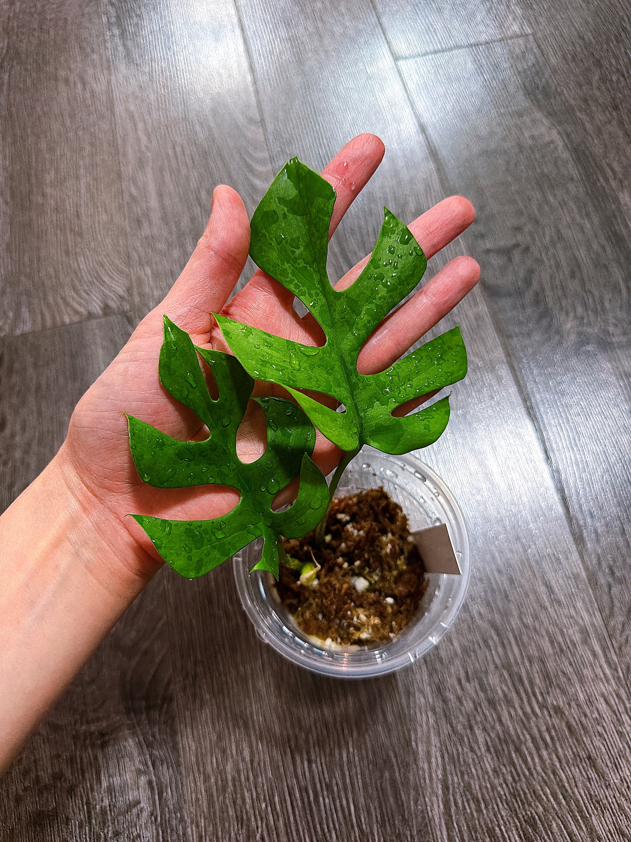Rhaphidophora Tetrasperma Mint Variegated（Monstera Minima）