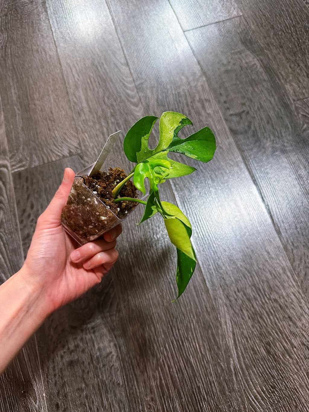 Rhaphidophora Tetrasperma Albo Mint Variegated（Monstera Minima）- B