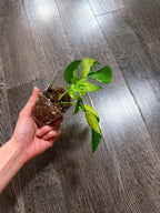 Rhaphidophora Tetrasperma Albo Mint Variegated（Monstera Minima）- B