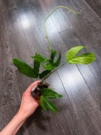 Amydrium Medium Mint Variegated - B