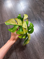 Rhaphidophora Tetrasperma Albo Mint Variegated（Monstera Minima）