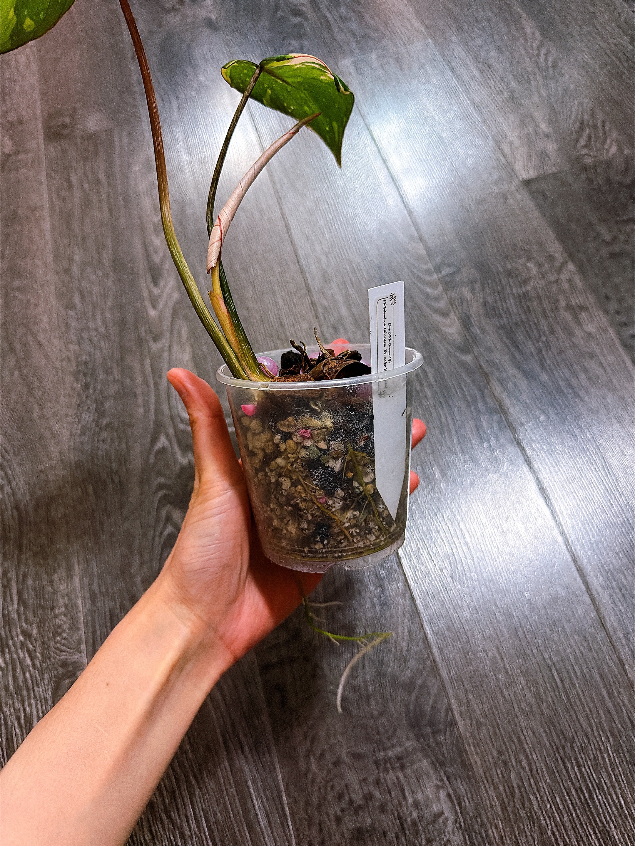 Philodendron Gloriosum Tri-color Variegated - G