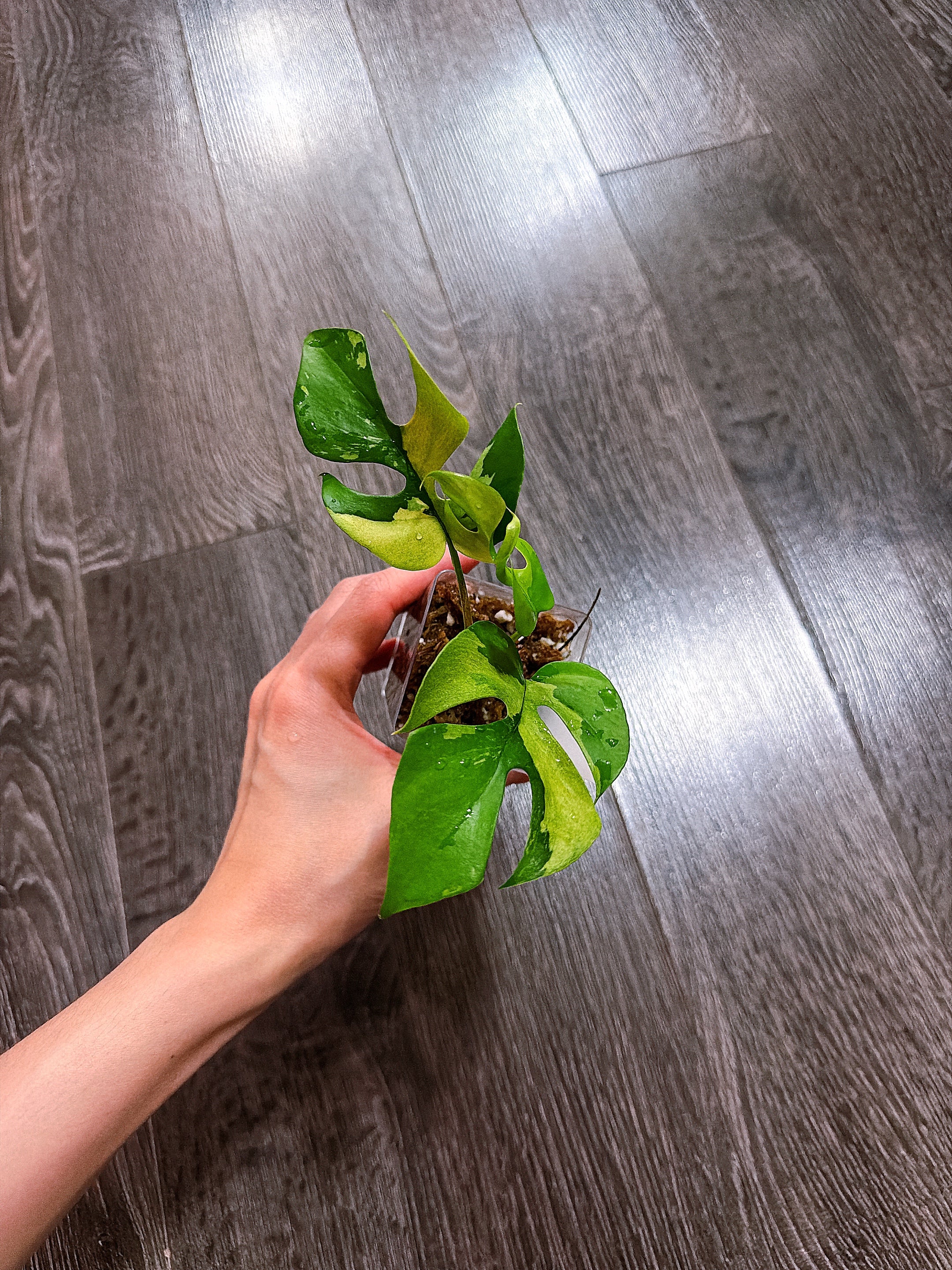 Rhaphidophora Tetrasperma Albo Mint Variegated（Monstera Minima）- B