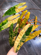 Philodendron Billietiae Variegated - Local Pickup and Delivery Only