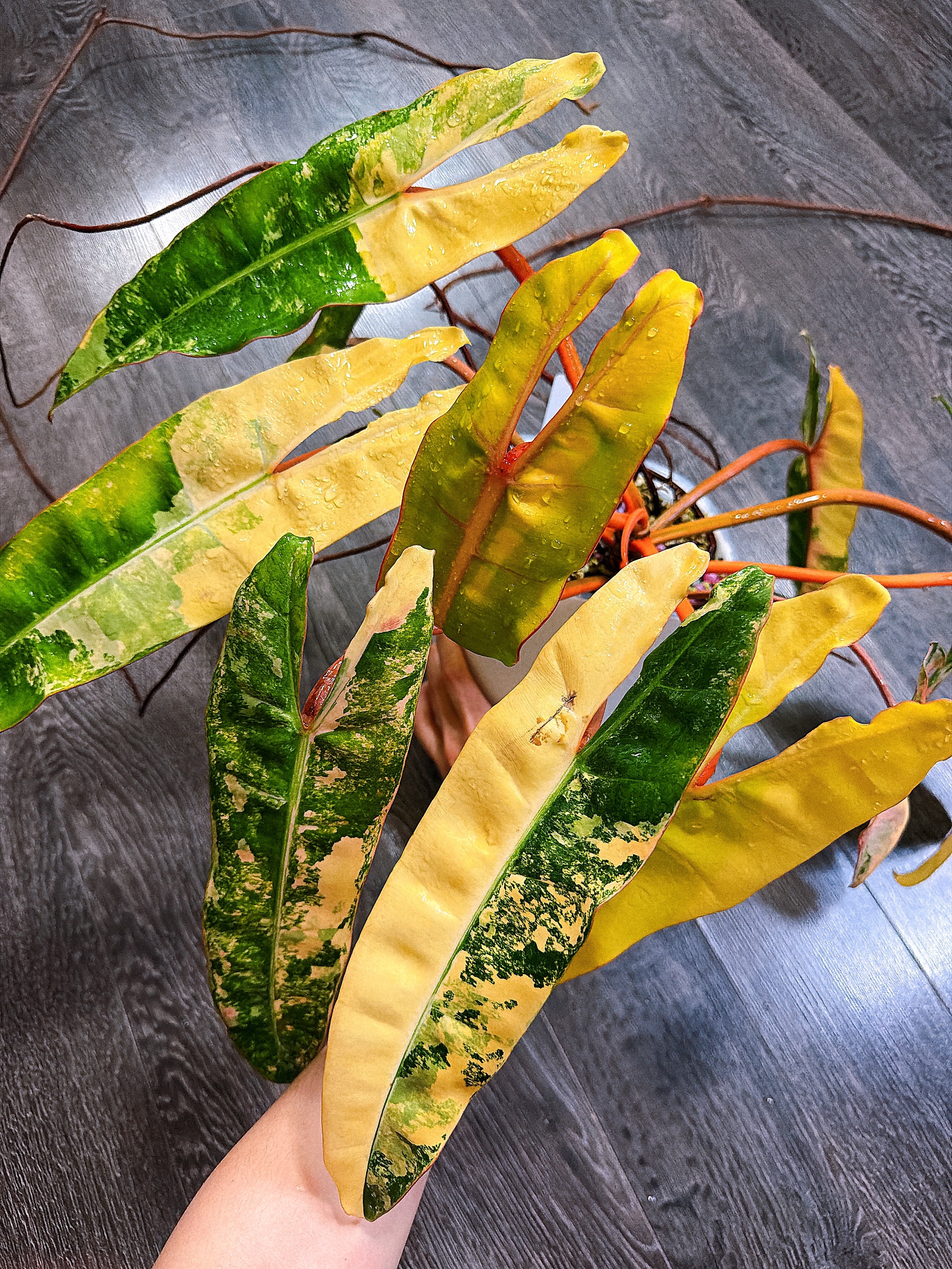 Philodendron Billietiae Variegated - Local Pickup and Delivery Only