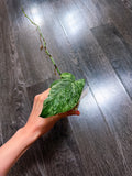 Amydrium Medium Variegated - B
