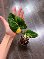 Philodendron Gloriosum Tri-color Variegated - G