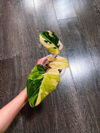 Philodendron Gloriosum Tri-color Variegated - F