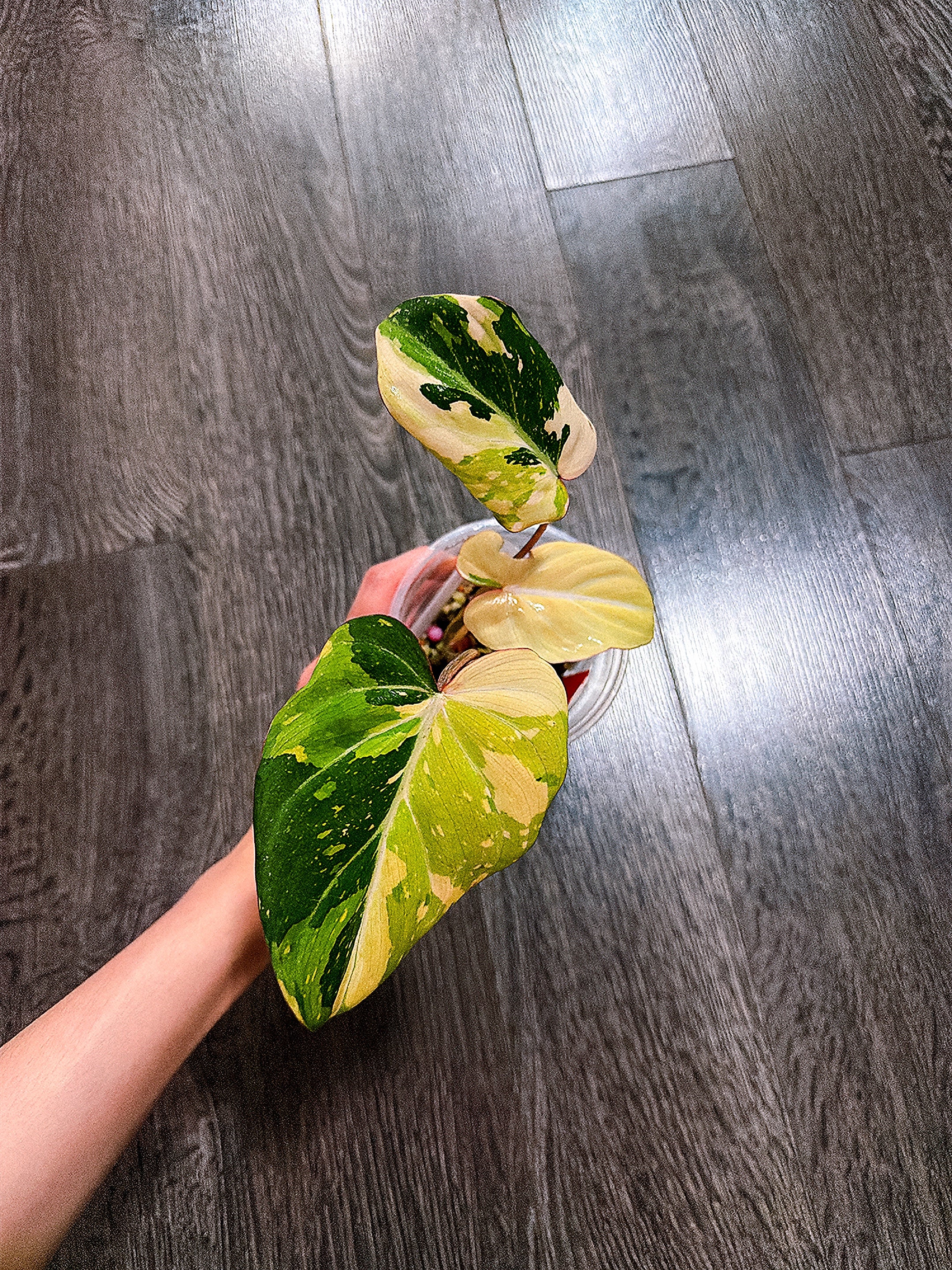 Philodendron Gloriosum Tri-color Variegated - F