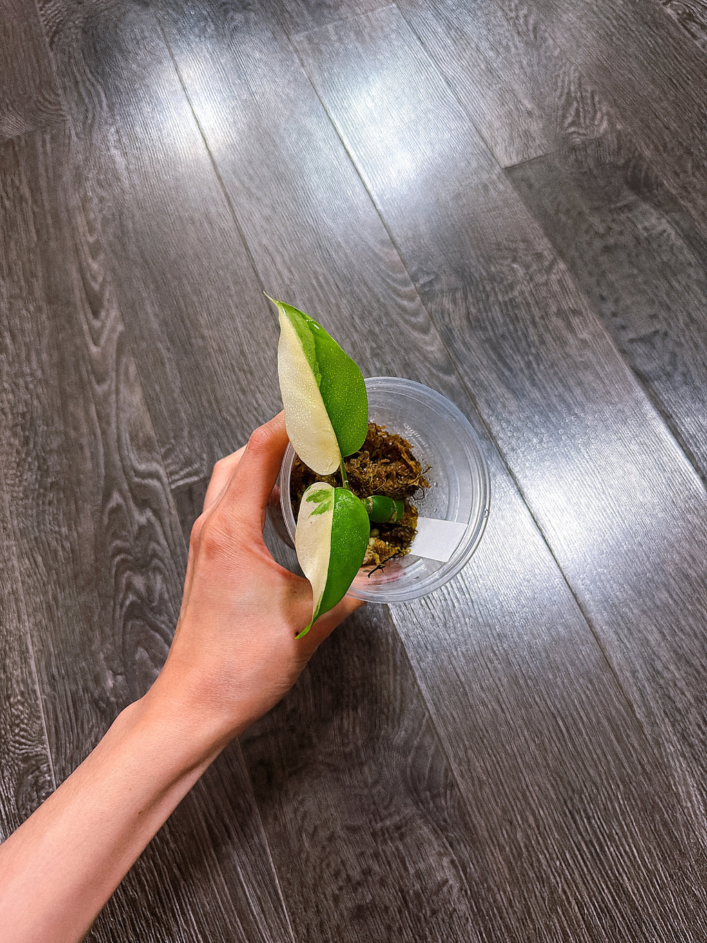 Rhaphidophora Tetrasperma Thai Constellation Variegated（Mini Monstera）
