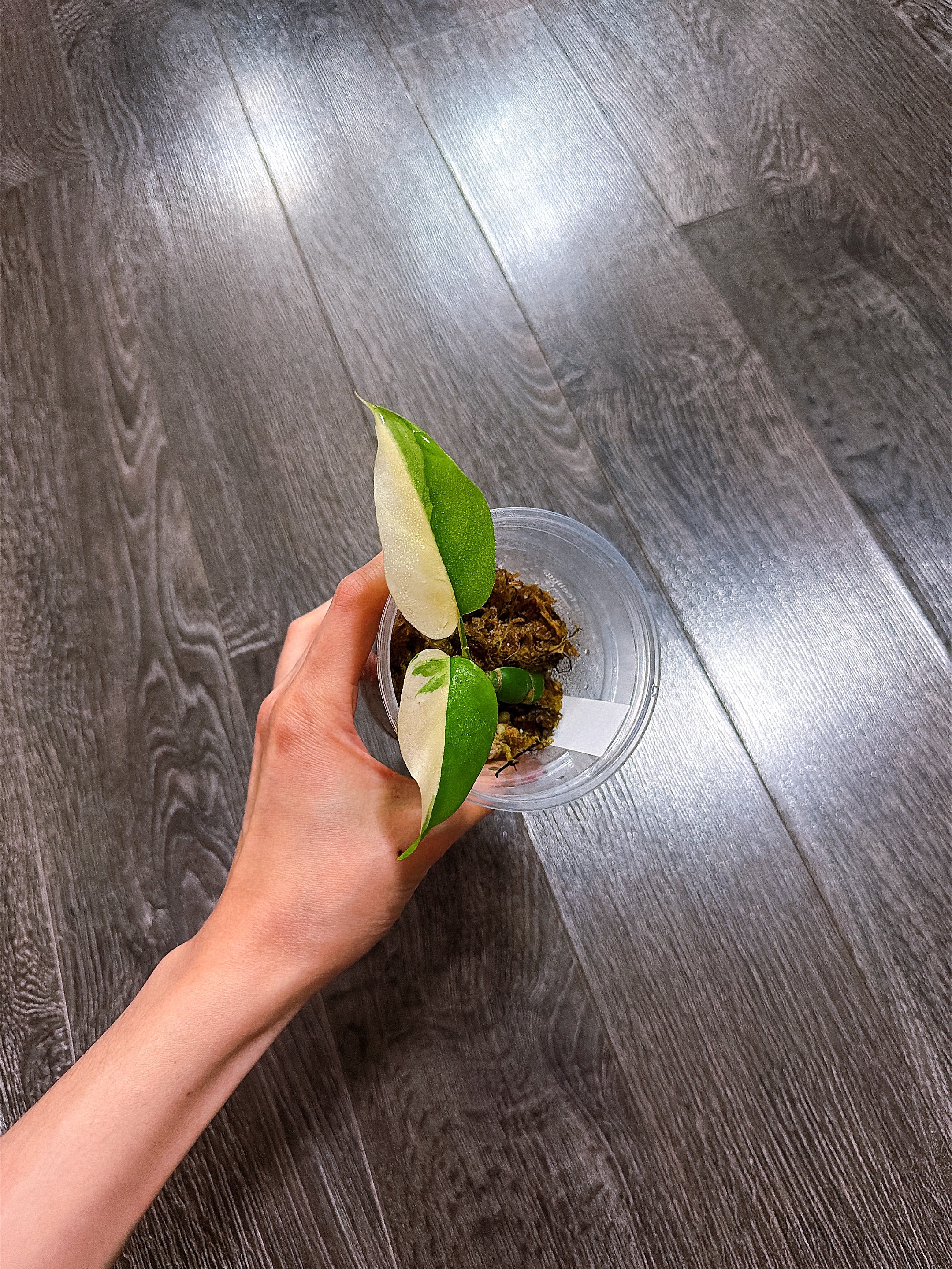 Rhaphidophora Tetrasperma Thai Constellation Variegated（Mini Monstera）