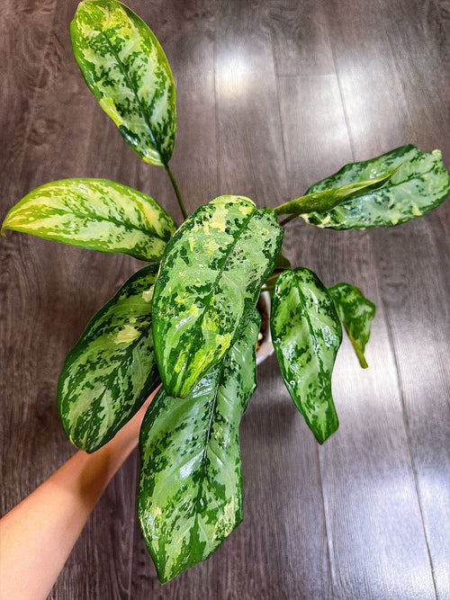 Aglaonema Manila Pride Variegated - Local Pickup and Delivery Only