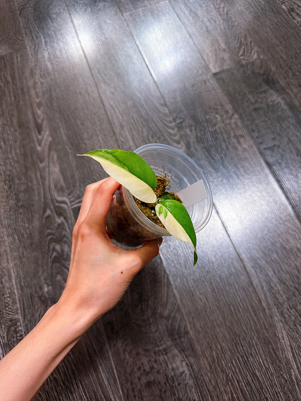 Rhaphidophora Tetrasperma Thai Constellation Variegated（Mini Monstera）