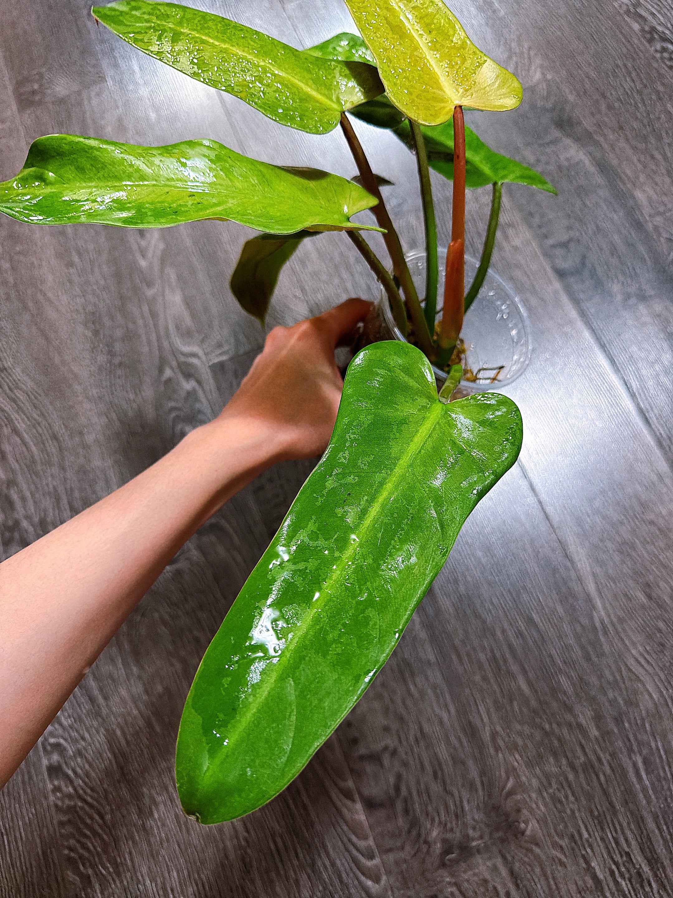 Philodendron Whipple Way - Local Pickup and Delivery Only