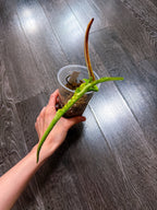 Philodendron Joepii Variegated（Top Rooted Cutting）