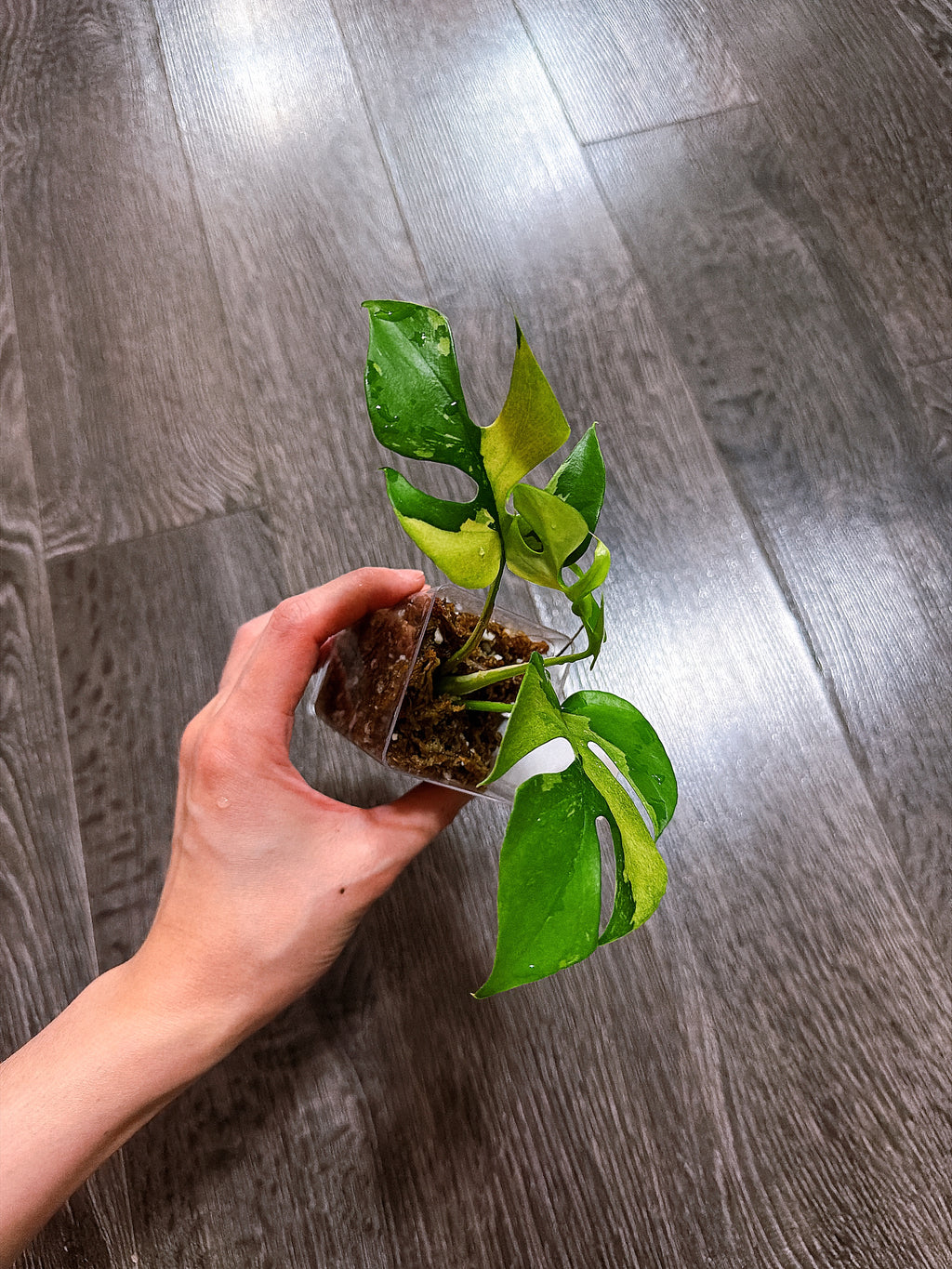 Rhaphidophora Tetrasperma Albo Mint Variegated（Monstera Minima）- B