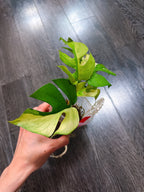 Rhaphidophora Tetrasperma Albo Mint Variegated（Monstera Minima）